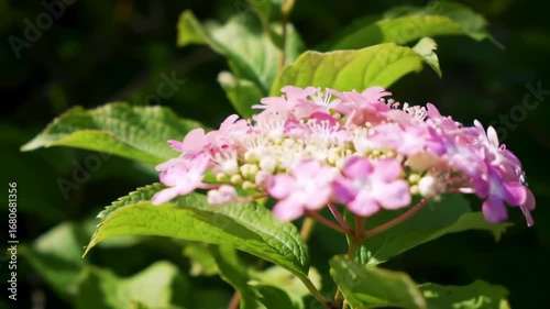Close-up of delicate pink flowers