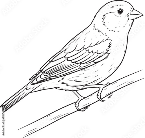 canary Line Art Vector Illustration