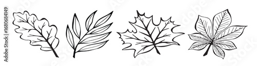 collection autumn leaves in and drawn style on a white