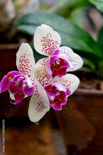 Blossom of botanical orhids in the garden