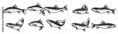 rainbow trout vector for your needed Rainbow Trout