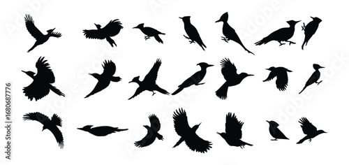 set of woodpecker bird silhouettes