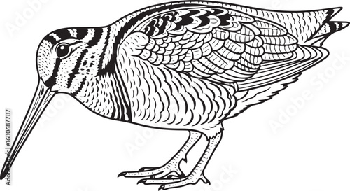woodcock Line Art Vector Illustration