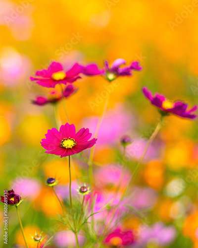 4:5 Close-up of fuchsia pink cosmos flowers blooming among orange and yellow blossoms, showcasing the beauty and charm of vibrant wildflowers in nature.