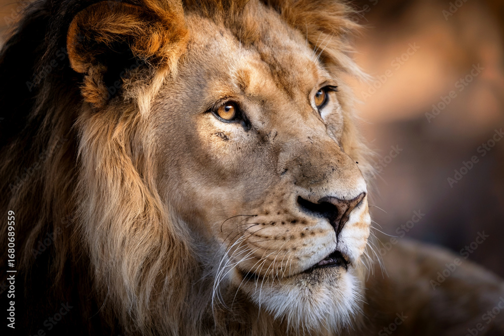 Fototapeta premium Majestic male lion close up profile with golden mane and amber eyes big cat wildlife