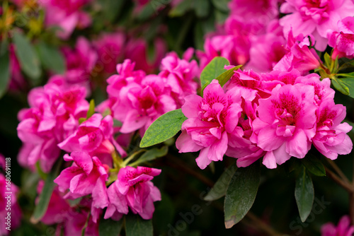 Spring blossom of the rhododendron in the close up