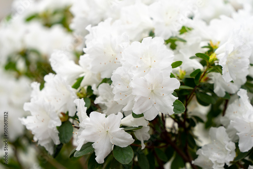 Spring blossom of the rhododendron in the close up