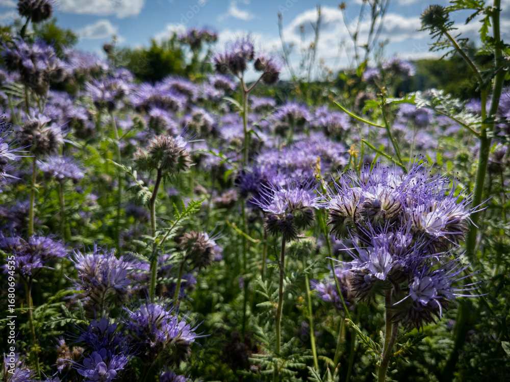 Obraz premium field of lavender