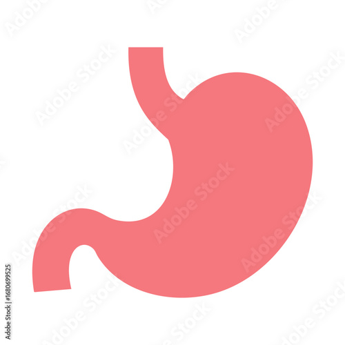 Human stomach vector illustration