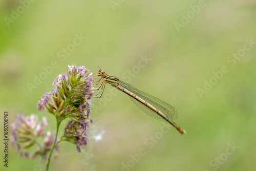 Blaue Federlibelle sitzt auf einer Blüte