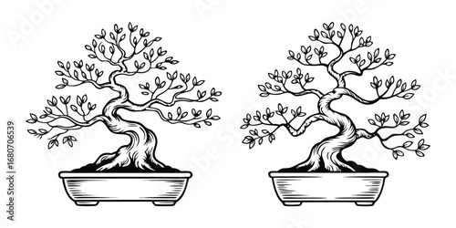 Two Bonsai Trees Black and White Drawings Japanese Art Form Traditional Cultivation Serenity