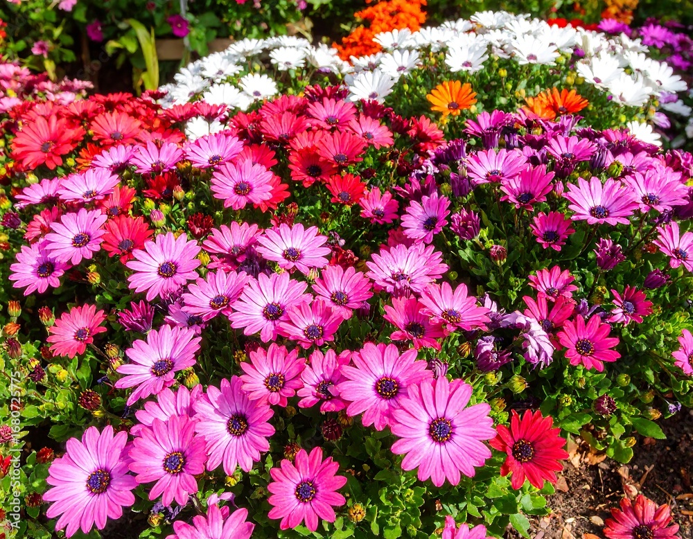 Fototapeta premium Vibrant display of various colored flowers, showcasing a mix of pinks, reds, whites, and oranges.