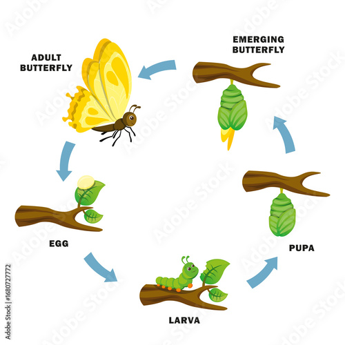illustration of life cycle of butterfly vector