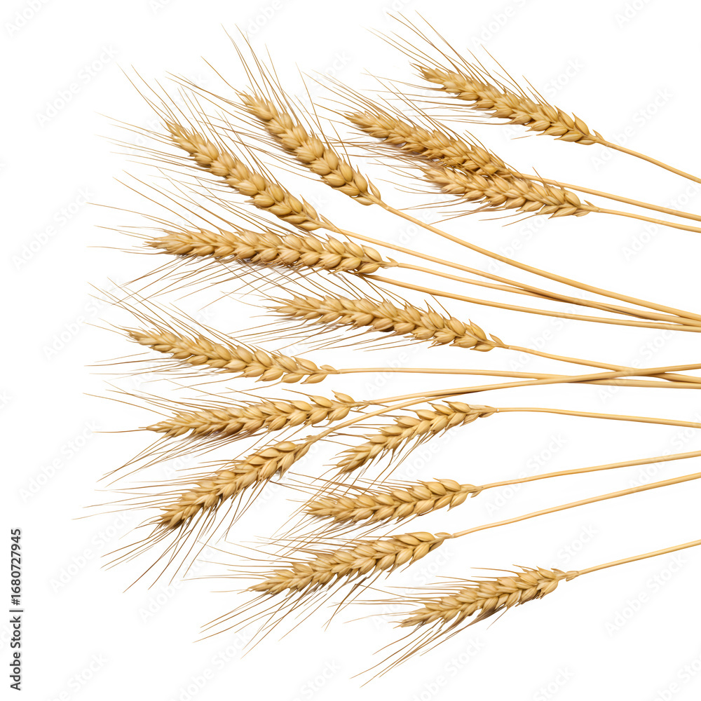 Fototapeta premium Flat lay golden wheat stalks on white background. Minimalist organic grain crop texture for natural, farm, harvest, and food design.Isolated on white or transparent background. PNG format.