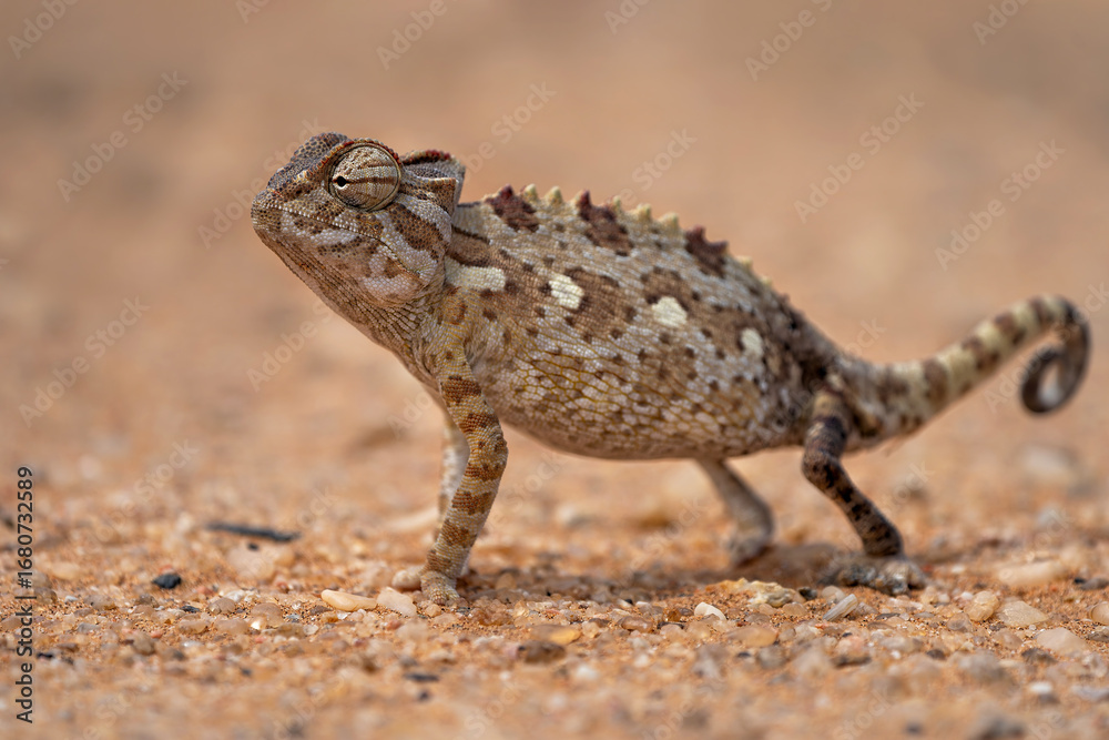 Naklejka premium Namaqua chameleon (Chamaeleo namaquensis) hunting in the red dunes of the Namib Desert close to Swakopmund in Namibia