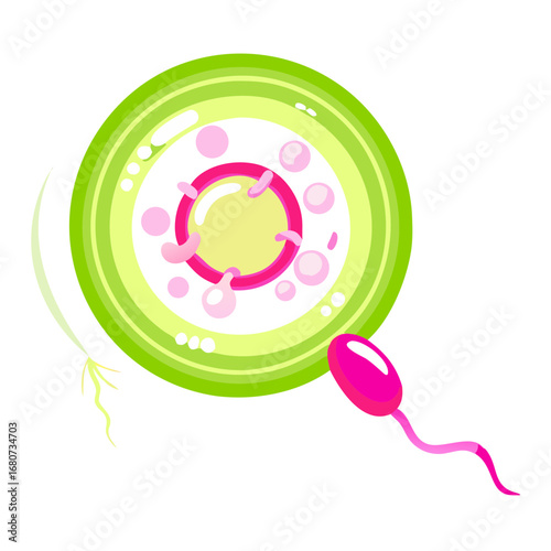 Fertilization process sperm and egg cell vector illustration
