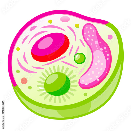 Plant cell structure vector illustration for biology
