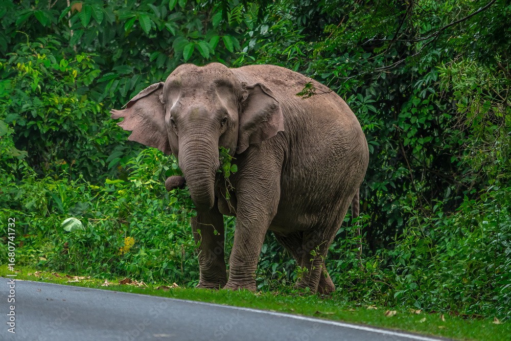Fototapeta premium Its body is gray, its snout is called the trunk. The trunk of the Asian elephant has only one beak. Nakhon Ratchasima, Thailand. 