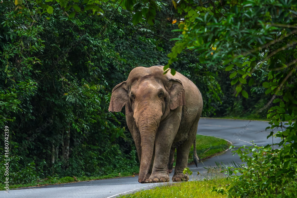 Fototapeta premium Its body is gray, its snout is called the trunk. The trunk of the Asian elephant has only one beak. Nakhon Ratchasima, Thailand. 