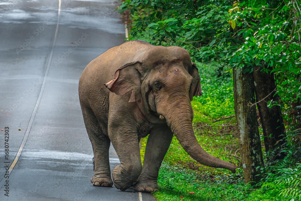 Fototapeta premium Its body is gray, its snout is called the trunk. The trunk of the Asian elephant has only one beak. Nakhon Ratchasima, Thailand. 
