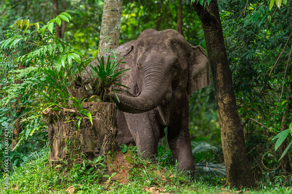 Fototapeta premium Its body is gray, its snout is called the trunk. The trunk of the Asian elephant has only one beak. Nakhon Ratchasima, Thailand. 