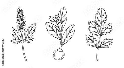 Three botanical plants in outline drawing. Nature, plants, flower, leaf, organic, botanical, illustration, drawing, sketch, line, art, garden, sprout, growth, detail.