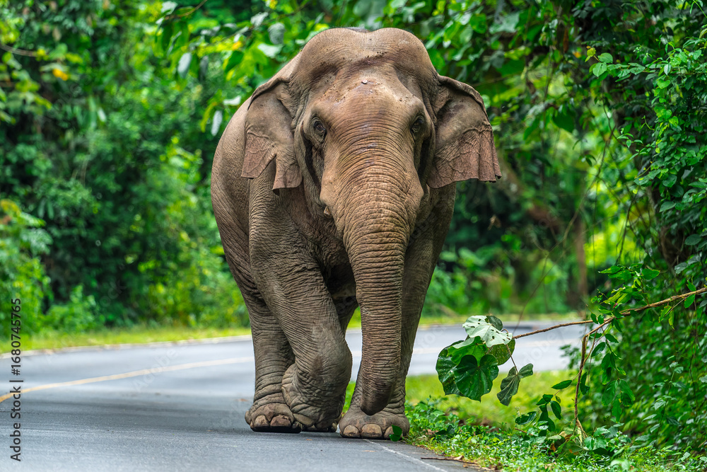 Fototapeta premium Its body is gray, its snout is called the trunk. The trunk of the Asian elephant has only one beak. Nakhon Ratchasima, Thailand. 