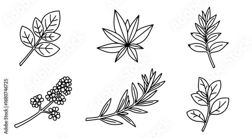 Botanical sketches with varied leaf structures. Herbal, natural, floral, drawing, organic, botany, design, line, herb, foliage, plant, pattern