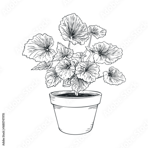 Annual planting of decorative foliage in a pot for home decor. Vector illustration