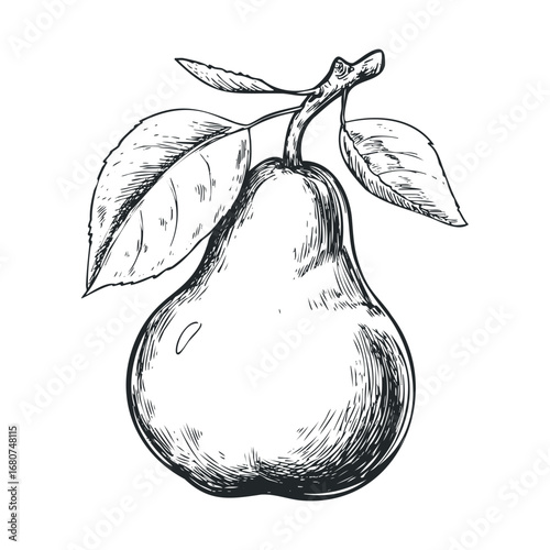 Hand drawn pear with leaves for design or decoration concepts. Vector illustration
