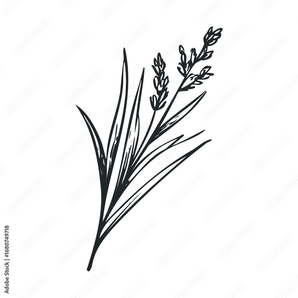 Fototapeta premium Artistic depiction of lavender plant for decor or design projects. Vector illustration