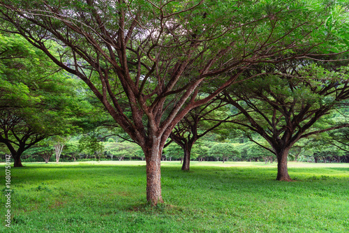 A wide tree with sprawling branches in a green park, soft daylight illuminating the scene.