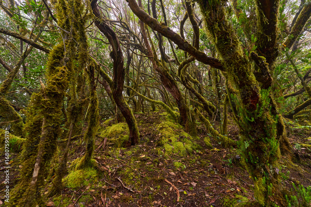 Fototapeta premium Symbiotic plants on laurisilva trees