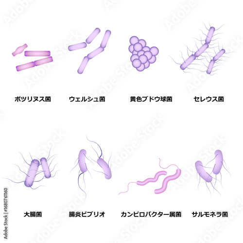 細菌性食中毒の菌