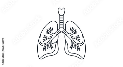 Human lungs anatomy illustration, perfect for medical and healthcare related designs