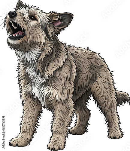 Berger Picard dog barking aggressive guarding vector illustration