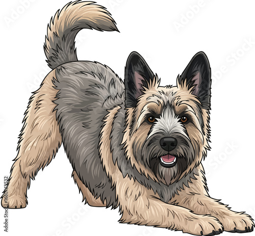 Playful Berger Picard dog in cute bow pose vector illustration