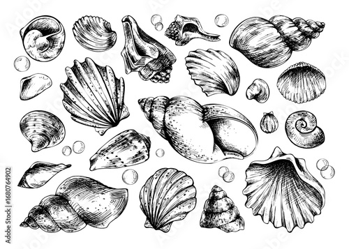 Hand drawn line art illustration of assorted seashells. Black ink marine collection with different shapes and bubbles, perfect for clipart, coastal artworks, patterns and nautical decor projects.