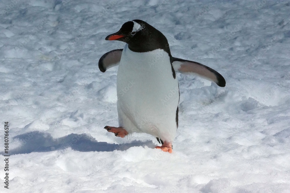 Fototapeta premium Gentoo penguin on Antarctic ice