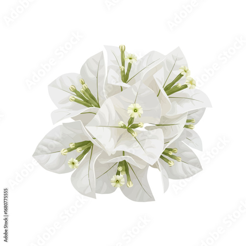 Realistic Illustration of White Bougainvillea Flower Cluster with Delicate Petals Isolated on White Background