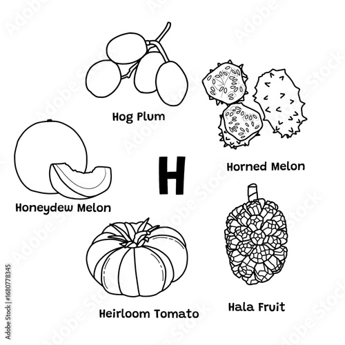 A simple set of fruits starting with "H". Honeydew melon, hog plum, horned melon, heirloom tomato, hala fruit. Vector illustration design template. Isolated on a white background.