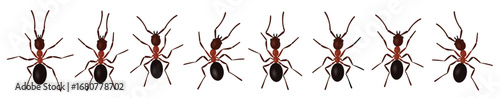 Brown ant insects black silhouettes vector illustration 
