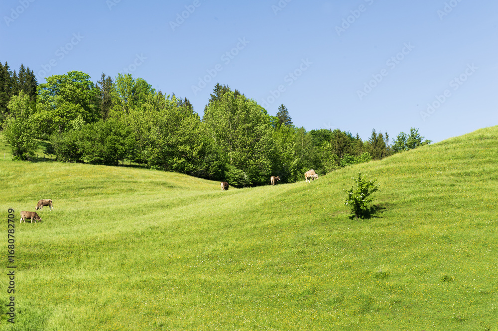 Fototapeta premium Ein sonniger Frühlingstag im Allgäu