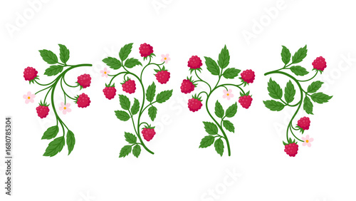 Set of raspberry branches bearing ripe red fruits, green leaves, and delicate pink blossoms, flat illustrations isolated on white. Ideal for food, botanical, and summer design projects