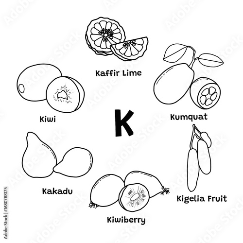 A simple set of fruits starting with "K". Kiwi, keffir lime, kumquat, kakadu, kiwiberry, kigelia fruit. Vector illustration design template. Isolated on a white background.