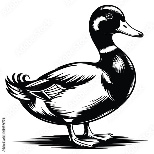 duck vector illustration