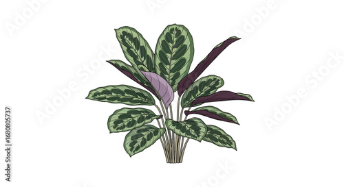 Calathea Plant Illustration with Intricate Leaf Patterns and Vibrant Colors