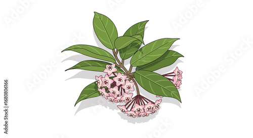 Delicate Hoya Carnosa bloom with intricate detail, floral beauty isolated