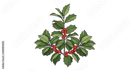 Delicate holly illustration with vibrant red berries and glossy leaves