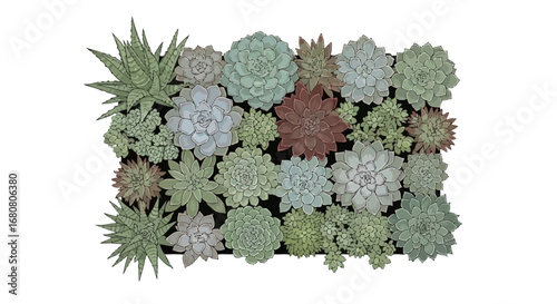 Diverse assortment of succulents in an artistic, illustrative arrangement